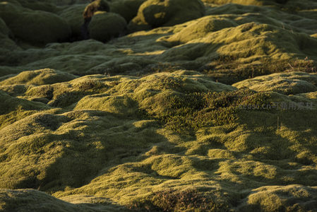 微距下的苔藓纹理世界