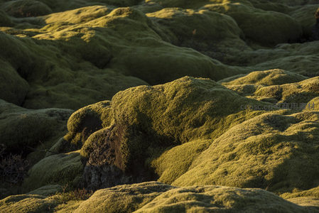 苔藓覆盖的火山岩地貌，阳光洒落如绿绒毯