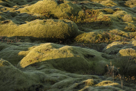 起伏苔原如波浪，金色光晕点缀绿意盎然