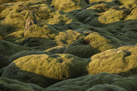 阳光穿透苔藓丘陵，勾勒出大地柔软肌理