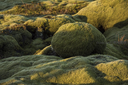 圆润苔藓石球静卧，宛如童话中的绿色精灵