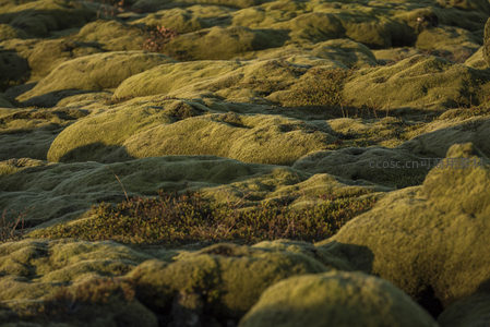 广袤苔藓原野铺展，光影流动间尽显生机活力