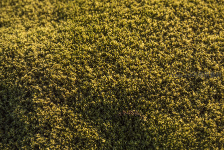 阳光下的青苔地毯，细腻纹理尽显自然生机