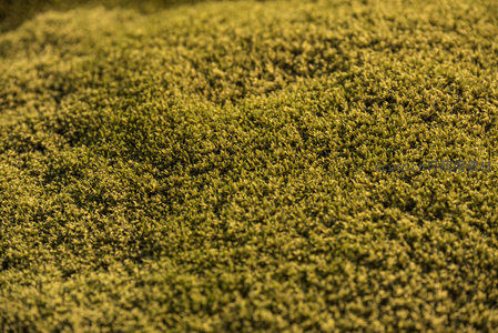 微距镜头捕捉青苔细节，展现微观世界的绿意