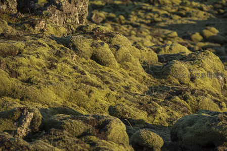 火山岩上的青苔景观，自然雕琢的绿色艺术