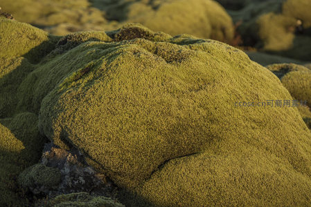 巨石披上青苔外衣，阳光勾勒出立体质感