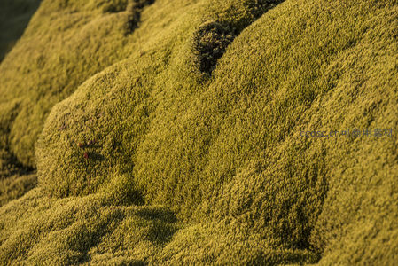 起伏的青苔丘陵，阳光下的绿色波浪