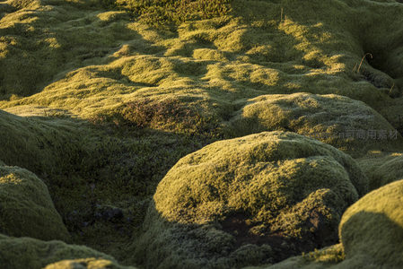 阳光下的苔藓地貌，如绿色绒毯覆盖大地