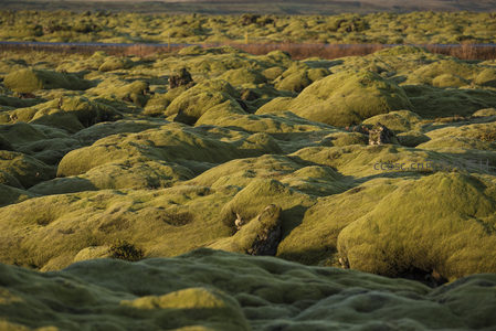 广袤苔原景观，起伏绿丘如波浪般延展