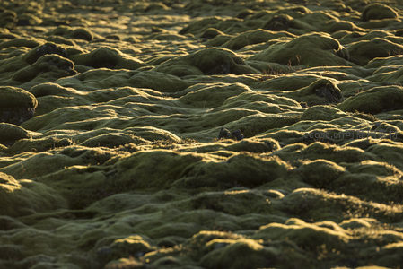 微距视角下的苔藓纹理，细节丰富如地毯
