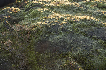 苔藓与灌木共生，荒野中的生机角落