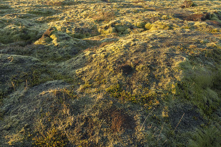 晨曦中的苔藓坡地，金光洒满自然画卷
