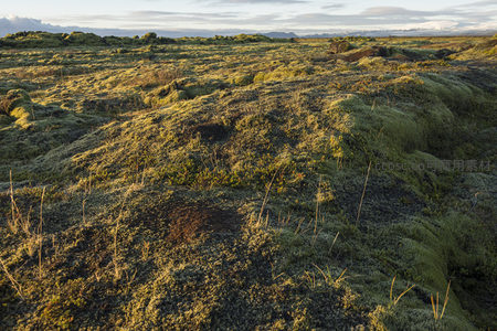 苔藓覆盖的火山岩地貌在夕阳下熠熠生辉