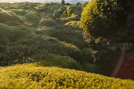 微距镜头下的苔藓世界如童话般绚烂