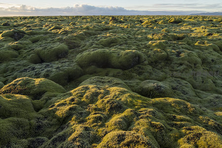 无垠苔原如绿色海洋波涛起伏至天际