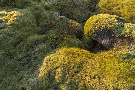 俯瞰视角下苔藓如绿绒毯铺满大地