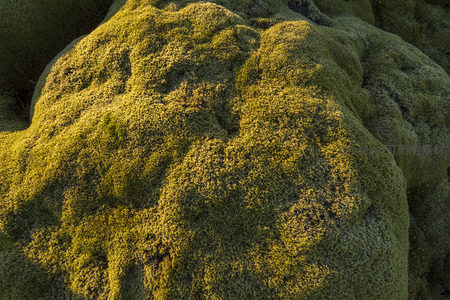 微距镜头捕捉苔藓绒毛般的细腻质感