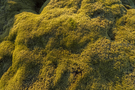 阳光穿透苔藓层营造梦幻般的金色光斑