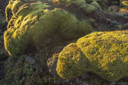 岩石与苔藓共生的自然雕塑在晨光中苏醒