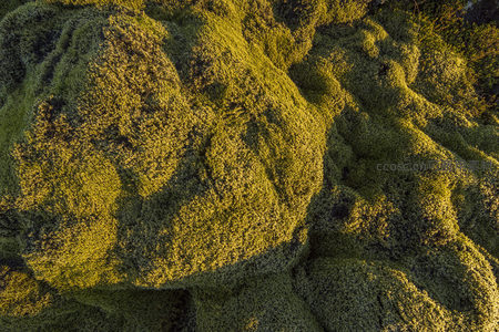苔藓覆盖的火山岩地貌，阳光洒落如绿绒毯