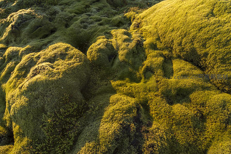 微距下的苔藓丘陵，光影交织的绿色梦境