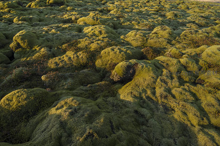 广袤苔原景观，阳光下流动的绿色海洋