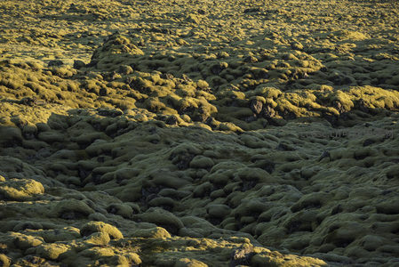 苔藓覆盖的熔岩原野，荒芜中孕育的生机