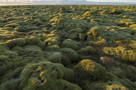 苔藓覆盖的火山岩地貌，阳光洒落如绿毯