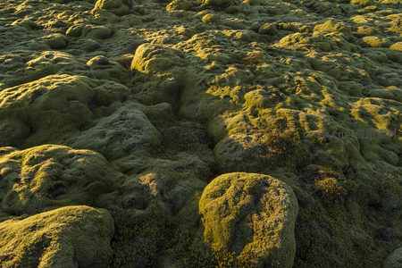 微距视角下的苔藓世界，细节纹理清晰可见