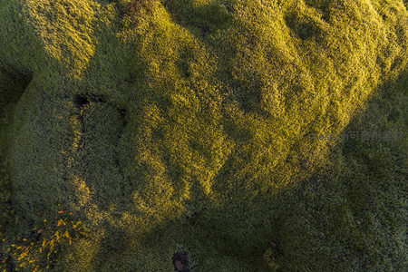 俯瞰苔藓地表，光影交织如抽象艺术画布