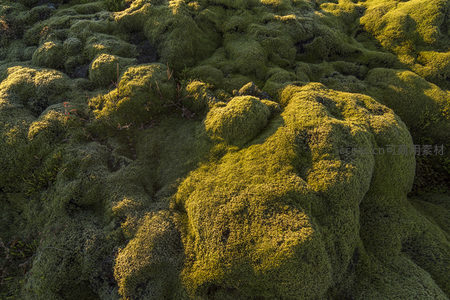 金色阳光亲吻苔藓丘陵，营造梦幻绿境