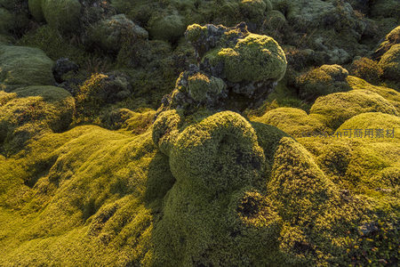苔藓包裹岩石，自然雕琢的绿色雕塑群