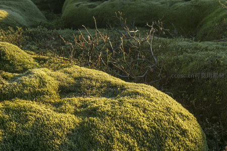 阳光下的苔藓地毯，自然纹理细腻如画
