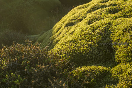 微距镜头捕捉苔藓的柔软质感与光影