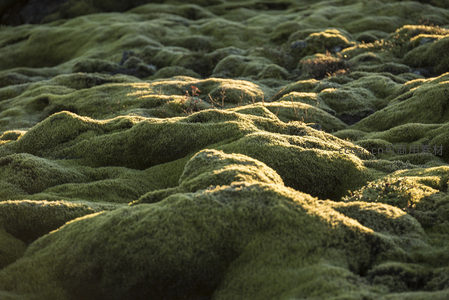 连绵苔藓丘陵沐浴晨光，绿浪翻涌