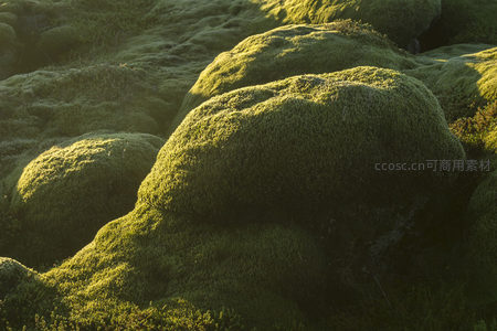 苔藓覆盖巨石，光影交织的自然雕塑