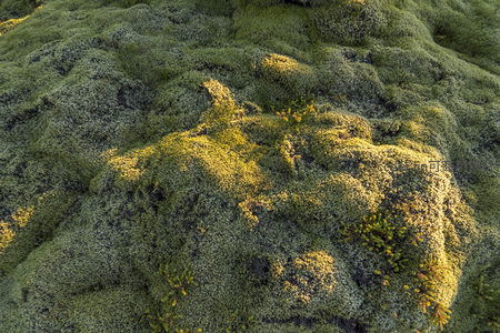 苔藓覆盖的火山岩地貌特写
