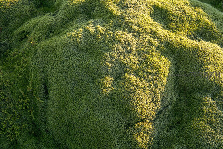 微距下的苔藓地毯细节