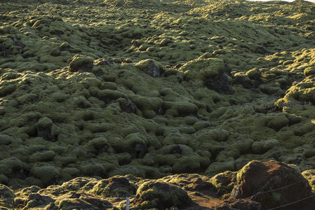 阳光洒落的苔藓丘陵