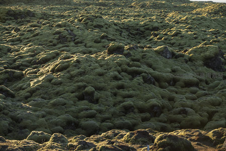 苔藓包裹的火山岩群
