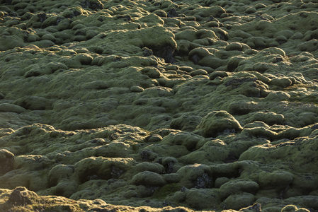 绿色苔藓铺满岩石表面