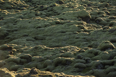 苔藓与火山岩共生奇观