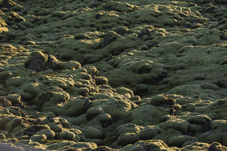 被苔藓温柔覆盖的熔岩原