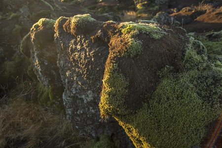 夕阳下的苔藓巨石特写