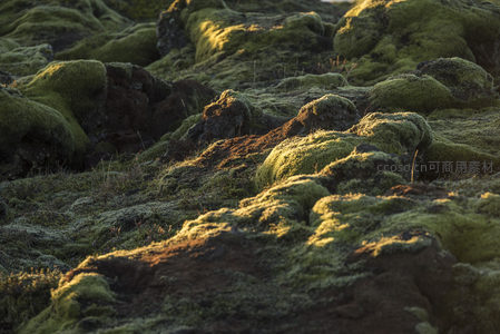 苔藓覆盖的火山岩在阳光下闪耀生机