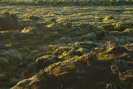 广袤苔原沐浴晨光如绿毯铺展