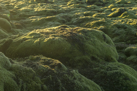 微距视角下苔藓如绒毯般柔软起伏