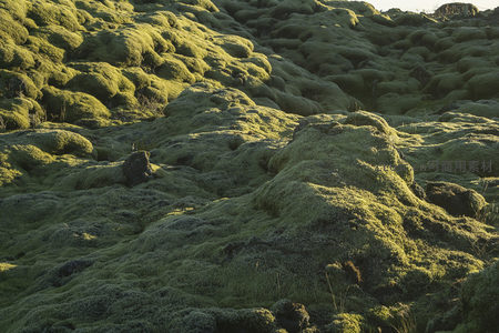 连绵苔藓丘陵在夕阳下泛着金绿光泽