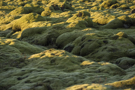 密集苔藓如波浪般铺满大地肌理