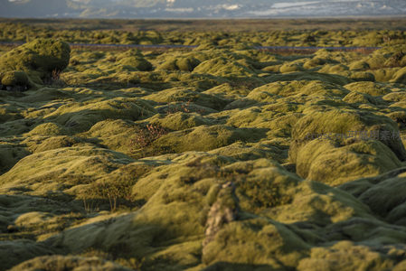 苔藓覆盖的火山岩地貌，绿意盎然